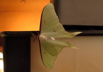オオミズアオ