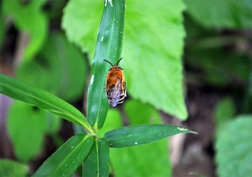 スジボソコシブトハナバチ