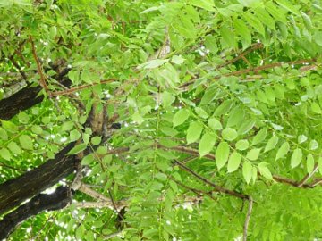 ニワウルシ（庭漆）