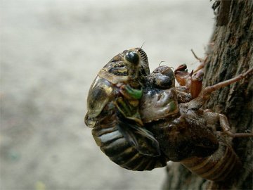 アブラゼミの羽化