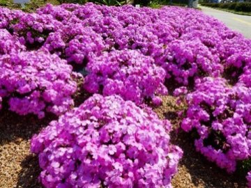 シバザクラ（芝桜）