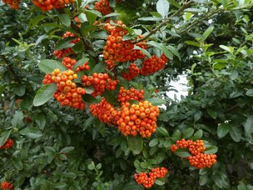 住吉公園の秋の植物