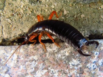 ハサミムシの仲間