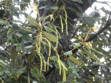 イチイガシ（一位樫）