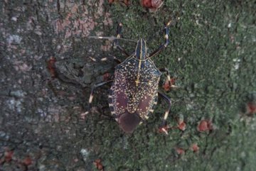 キマダラカメムシ　成虫