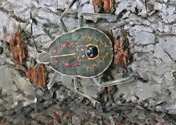 キマダラカメムシ　幼虫