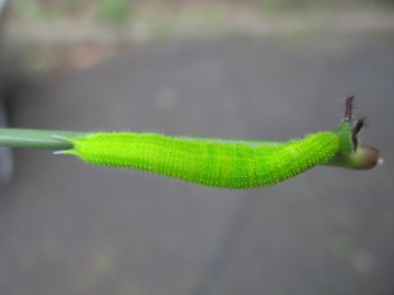 クロコノマチョウの幼虫
