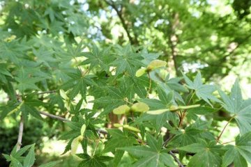 イロハモミジ（伊呂波紅葉）