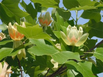 石川河川公園の春の植物