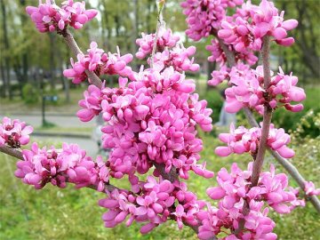 ハナズオウ（花蘇芳）