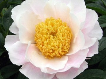 肥後芍薬（瑞光）