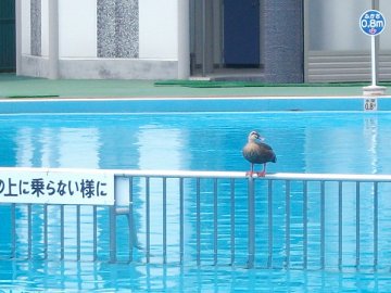 カルガモ