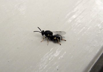 キアシブトコバチ