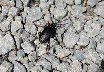 ノコギリカミキリ