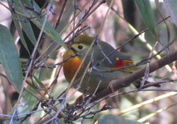 長野公園の鳥