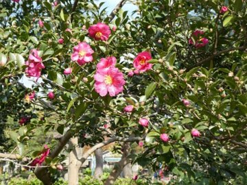 サザンカ（山茶花）