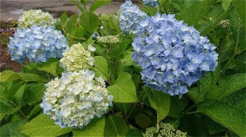 セイヨウアジサイ（西洋紫陽花）