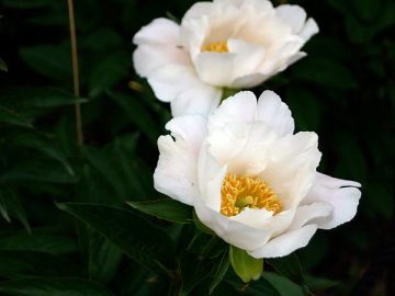 肥後シャクヤク（七福神）