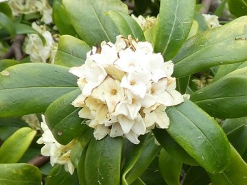 ジンチョウゲ（沈丁花）