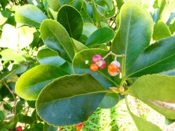 住吉公園の冬の植物