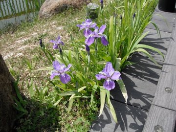 カキツバタ