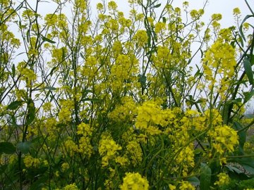 セイヨウカラシナ