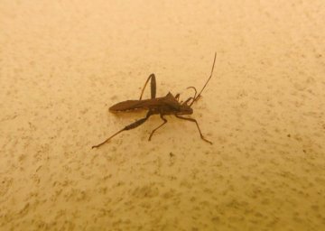 ホソヘリカメムシ