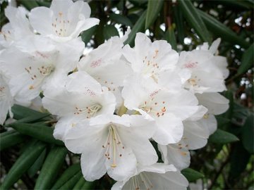 シャクナゲ（石楠花）