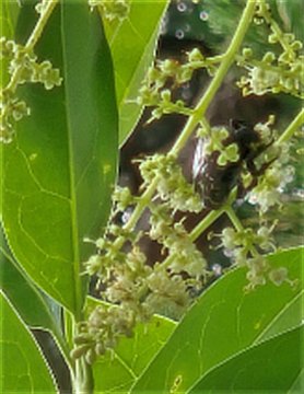 住吉公園の夏の植物