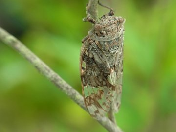 夏の昆虫