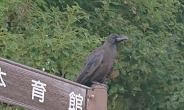 ハシブトカラス