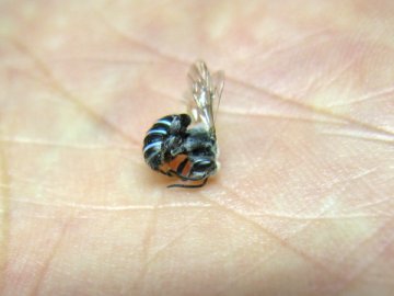 夏の昆虫