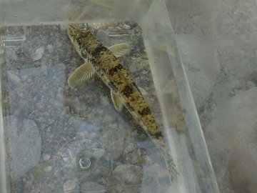 カマツカ