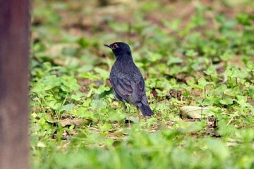 クロツグミ（オス）