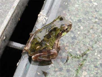 アマガエル