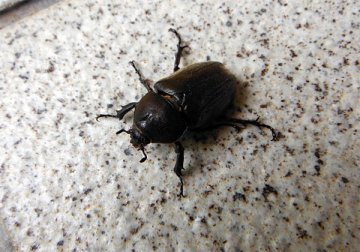 カブトムシ