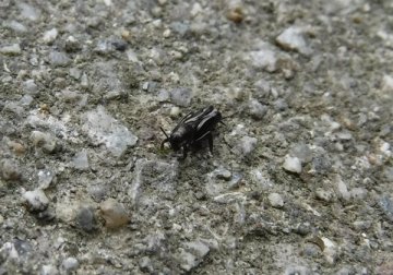 長野公園の昆虫