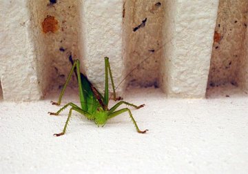 ヤブキリ