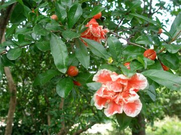 ハナザクロ（花柘榴）