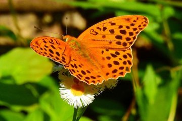 ヒョウモンチョウ
