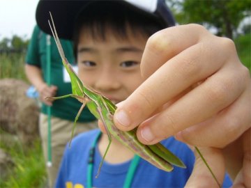 ショウリョウバッタ