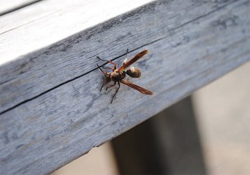 キボシアシナガバチ