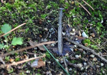コカマキリ