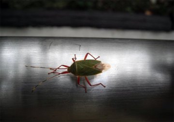 クヌギカメムシ