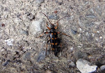 オオヨツスジハナカミキリ
