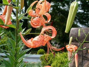 オニユリ