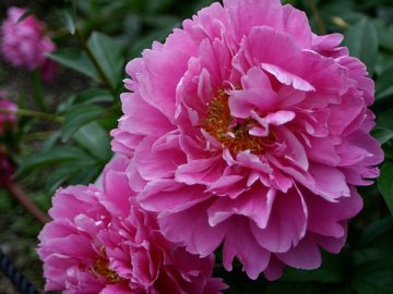 華燭の典