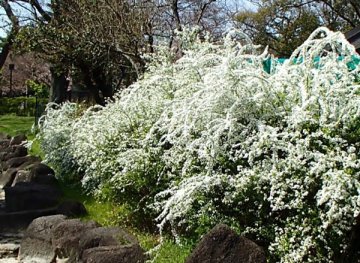 ユキヤナギ（雪柳）